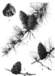 Naaldhout, bomen, bossen, lanen, botanisch, larix decidua, europese larix, Bestanddeelnr 194-0715