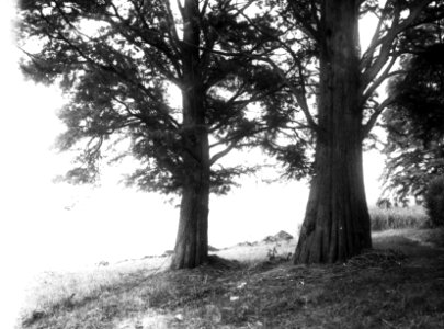 Naaldhout, bomen, bossen, lanen, botanisch, taxodium distichum, Bestanddeelnr 193-0525