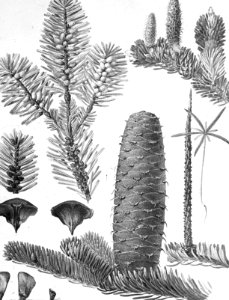Naaldhout, bomen, bossen, lanen, botanisch, abies alba, Bestanddeelnr 193-0454