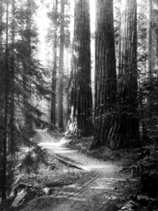 Naaldhout, bomen, bossen, lanen, botanisch, sequoia gigantea, Californië, Bestanddeelnr 193-0518