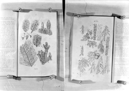 Naaldhout, abies alba, abies nordmanniana, abies grandis, libocedrus, cupressus,, Bestanddeelnr 253-7089