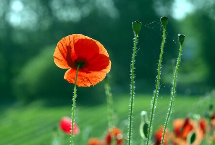 Flowers meadow grass photo