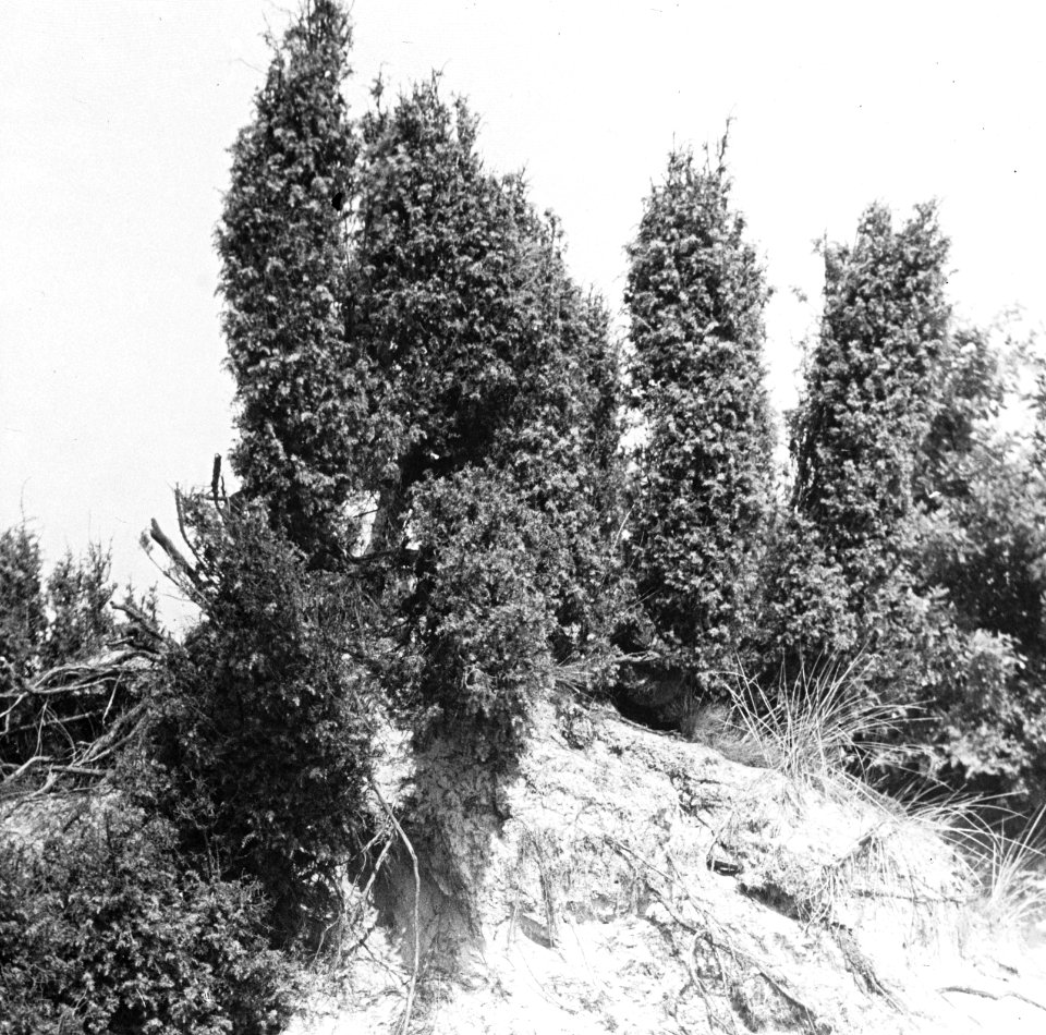 Naaldhout, bomen, bossen, lanen, botanisch, jeneverbes, Bestanddeelnr 194-0575