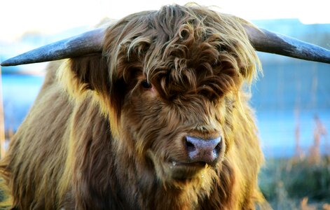 Scottish hochlandrind horns agriculture photo