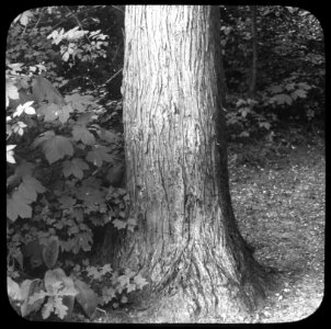 Naaldhout, bomen, bossen, lanen, botanisch, cryptomeria, Bestanddeelnr 193-0514