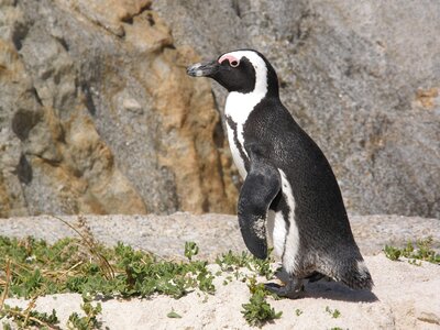 Cape peninsula animal glasses penguin photo
