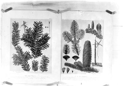 Naaldhout, abies alba, taxux baccata, Bestanddeelnr 253-7088