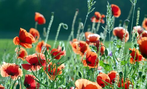 Flowers meadow grass photo