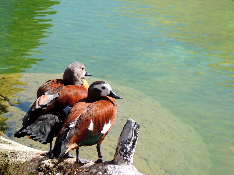 Water bird pond nature