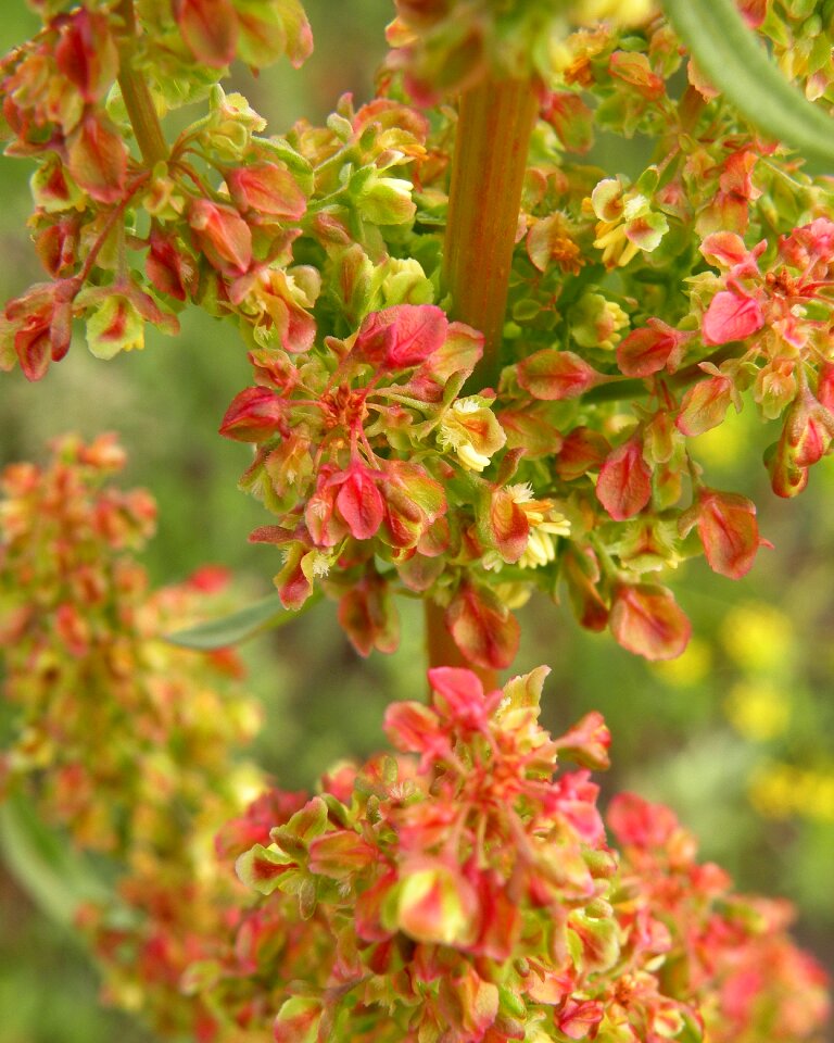 Red green tiny