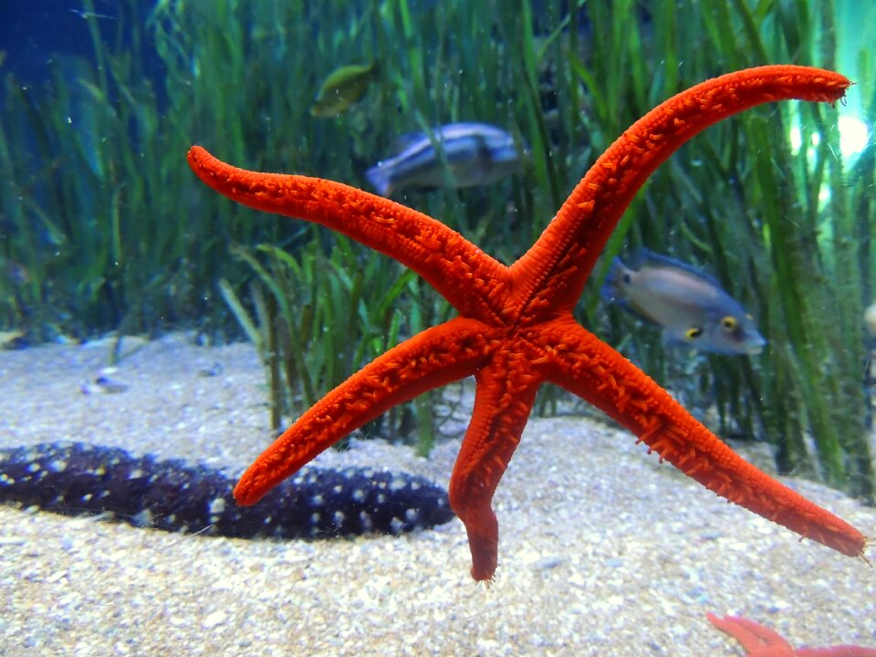 Underwater meeresbewohner star