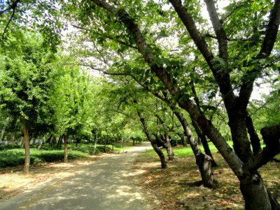 Nagai Botanical Garden - DSC07649