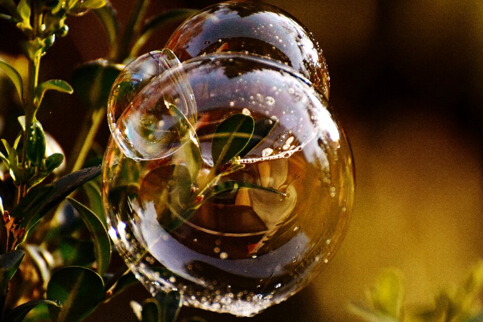 Buxus balls soapy water photo