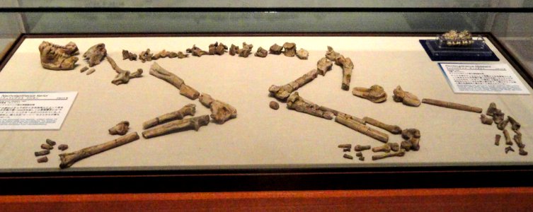 Nacholapithecus kerioi - Kyoto University Museum - DSC06428
