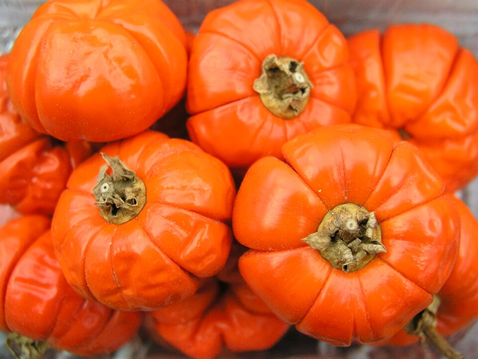 Squash orange autumn