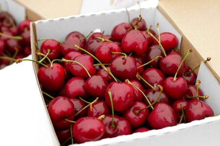 Cherries new zealand