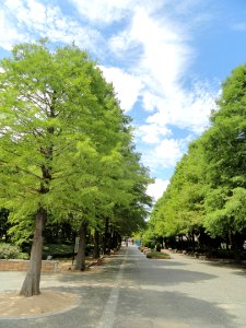 Nagai Botanical Garden - DSC07629