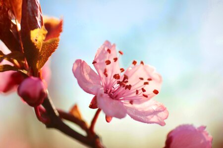 Blossom pink petal photo