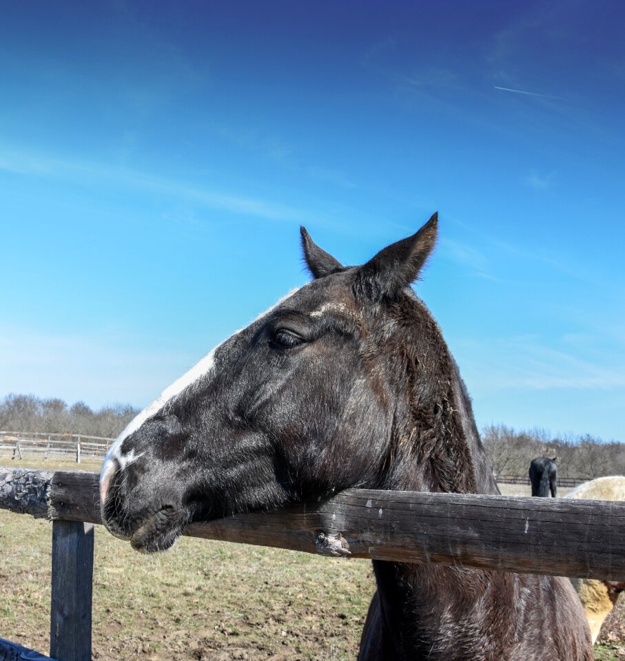 Wild ranch horse photo