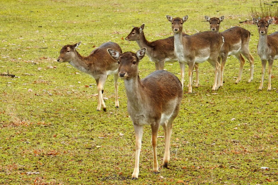 Nature wild animals