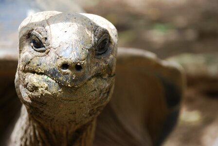 Reptile closeup tortoise