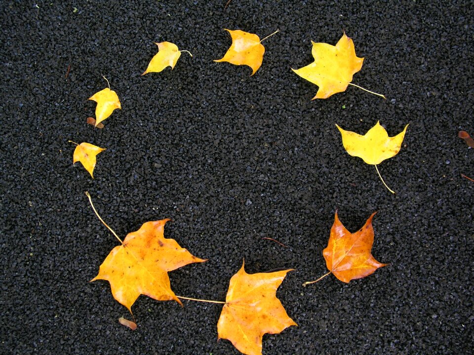 Pattern gray leaf gray pattern