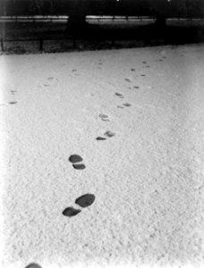 Nachtopname van voetstappen in een besneeuwd Vondelpark, Bestanddeelnr 252-0322