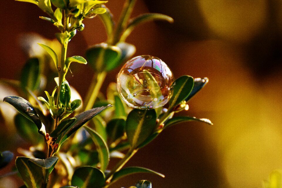 Buxus balls soapy water photo