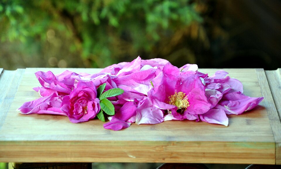 Rose petals garden spring