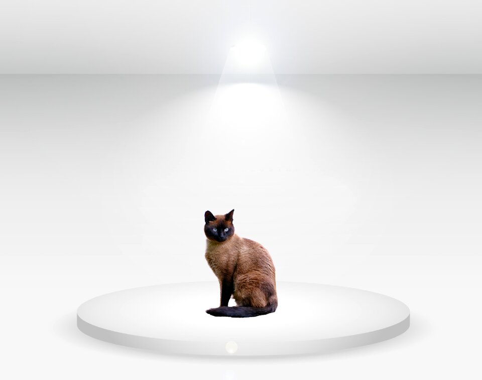 White feline animal
