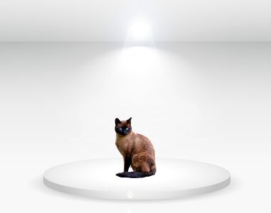 White feline animal