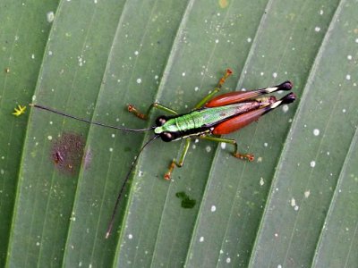 Nadiacris nitidula 60233682