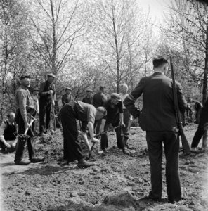 Na de bevrijding worden NSB-ers gedwongen graafwerkzaamheden te verrichten Een , Bestanddeelnr 900-2566