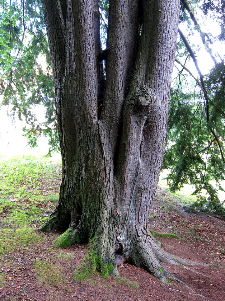 Nadelbaum Brückenau Tsuga canadensis