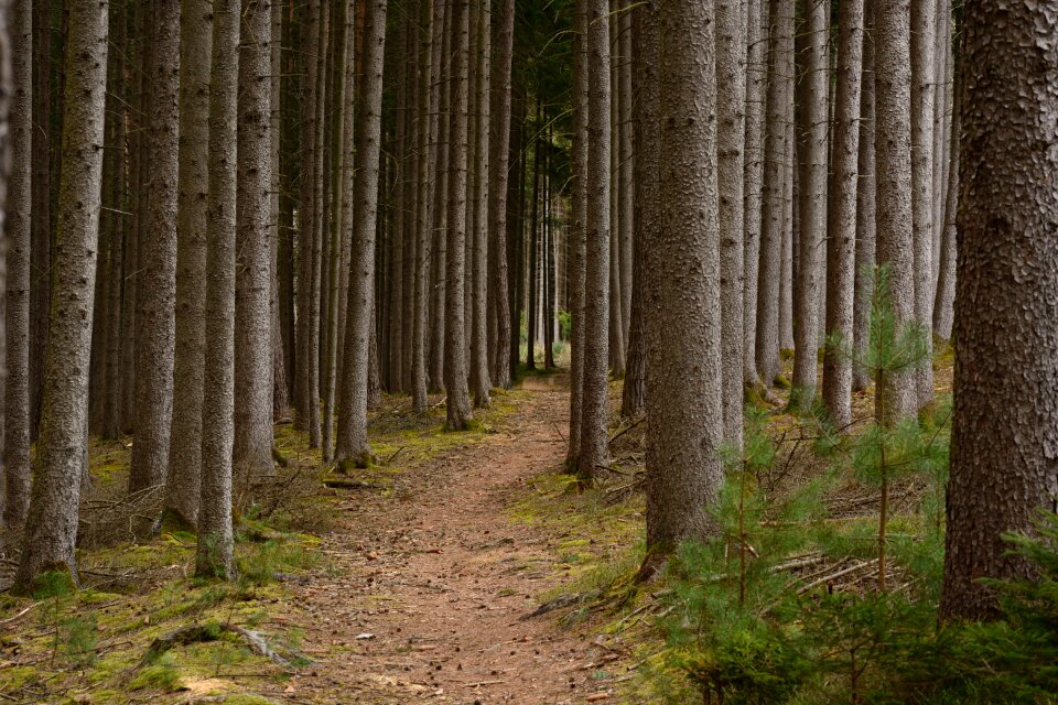 Forest nature migratory path photo