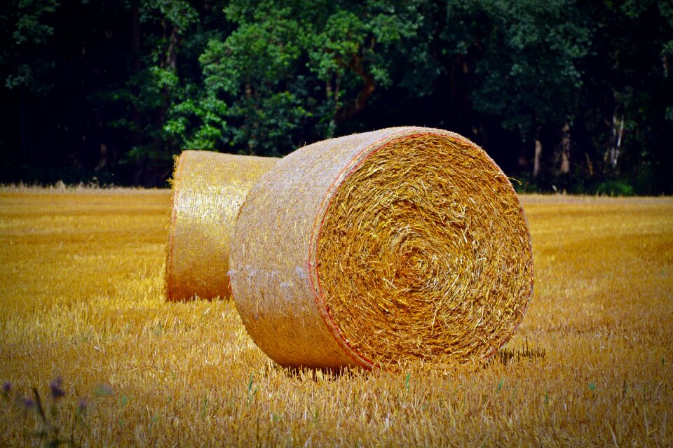 Straw landscape cereals