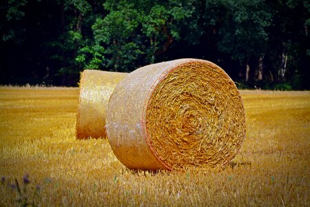 Straw landscape cereals