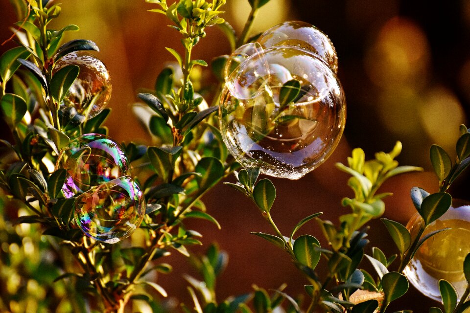 Buxus balls soapy water photo