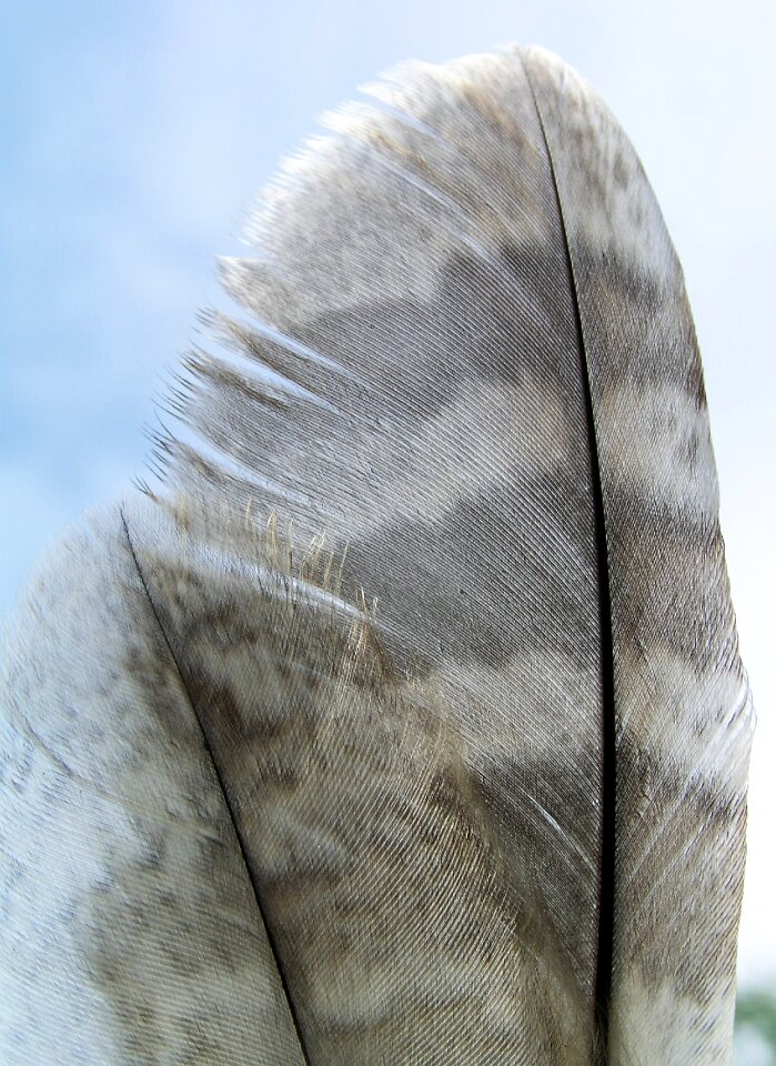 Feather nature bird