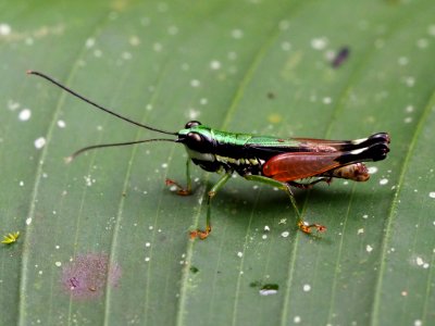 Nadiacris nitidula 60233848