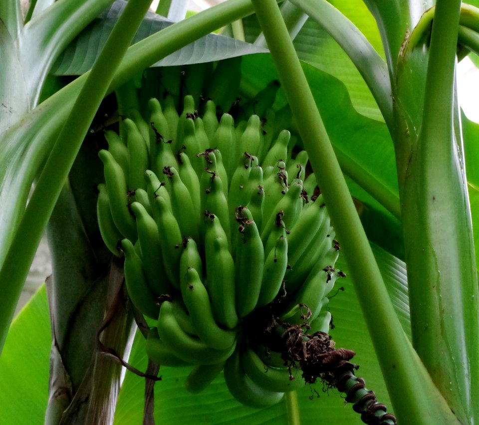 Musa St Helena