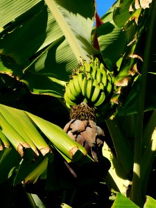 Musa williams hybrid