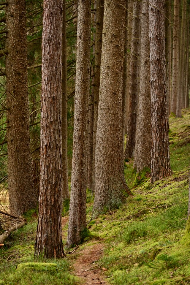 Forest nature migratory path