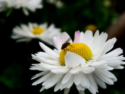 Musca domestica