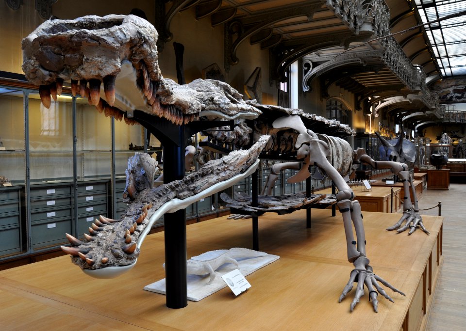 Mus Nat Hist Nat GPAC Paris 13052012 08