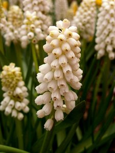 Muscari botryoides ‘album’