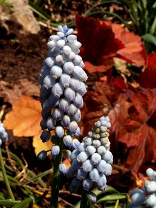 Muscari neglectum, pale blue, Mellon Park, Pittsburgh, 2015-05-03, 01