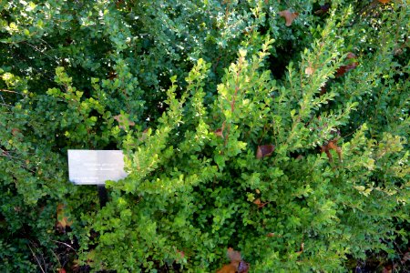 Myrsine africana - Quarryhill Botanical Garden - DSC03781