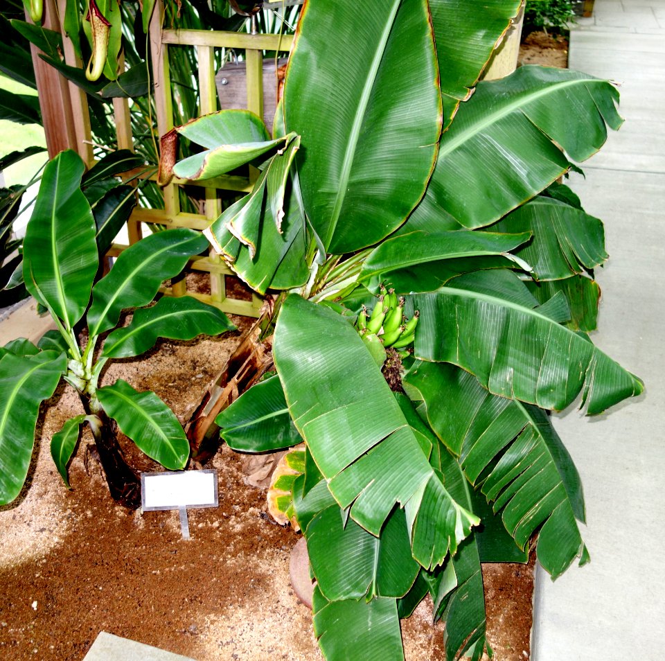 Musa acuminata - C. Fred Edwards Conservatory - Huntington Museum of Art - DSC05547