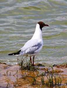 Animal water water bird photo